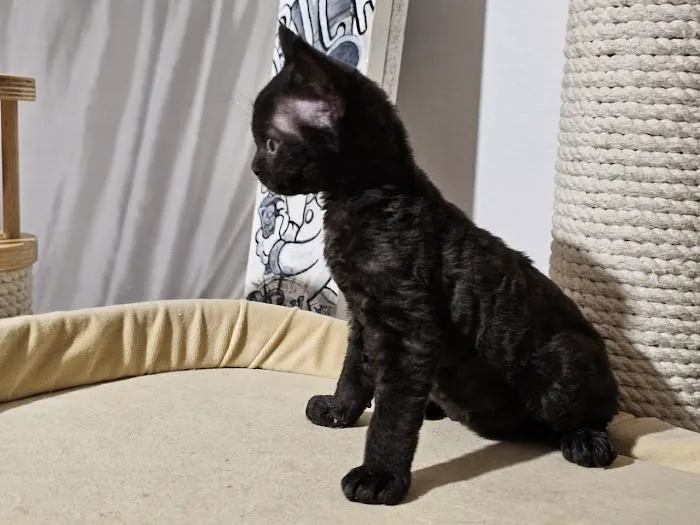 Azzurro cattery 7
