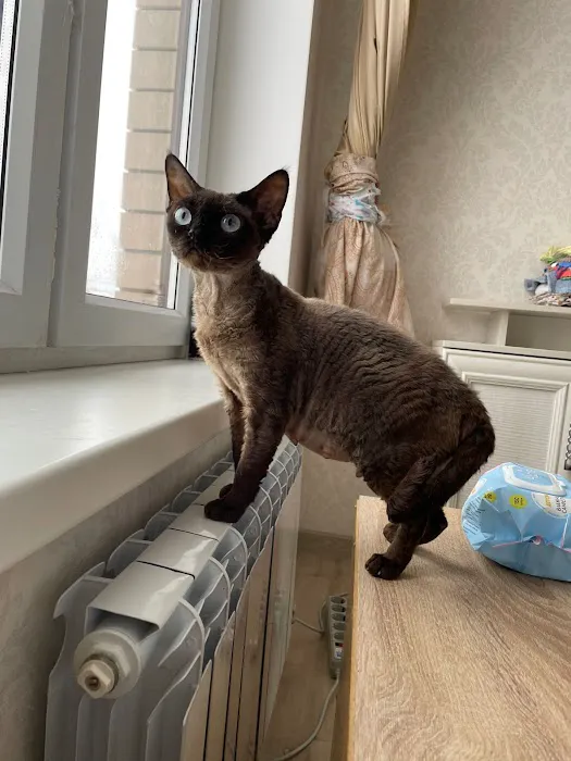 Azzurro cattery 5
