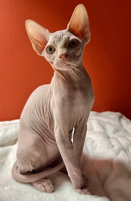 Azzurro cattery 2