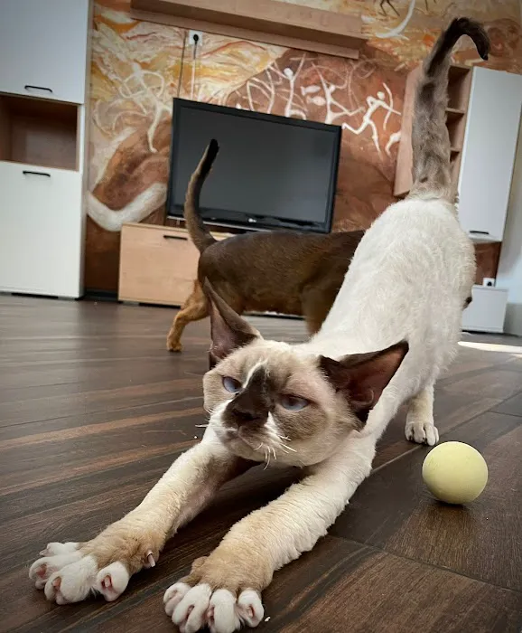Azzurro cattery 6