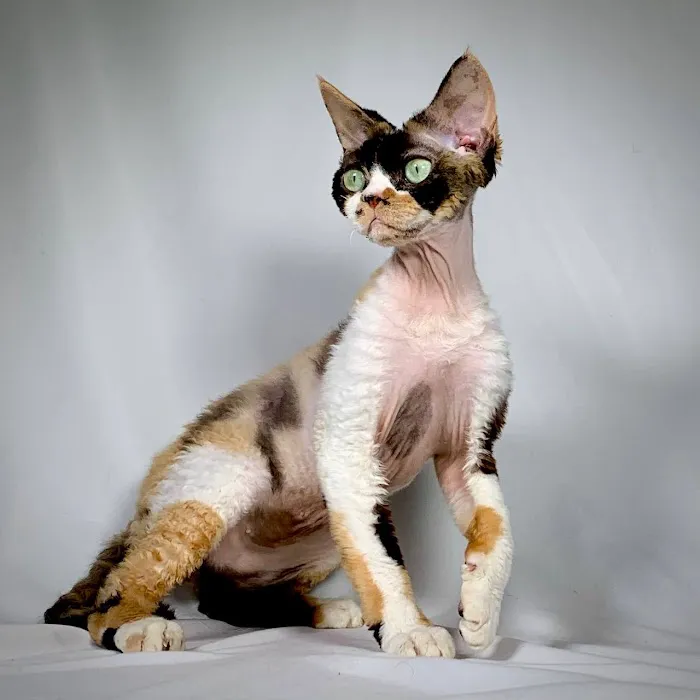 Azzurro cattery 9