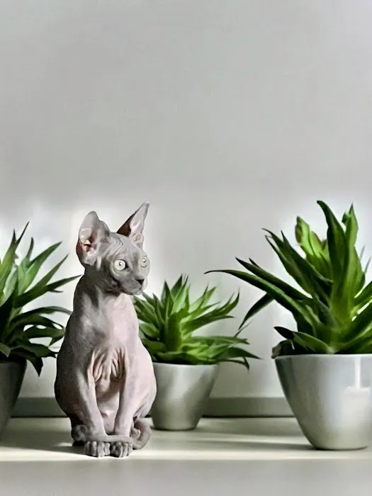 Sphynx universe 1