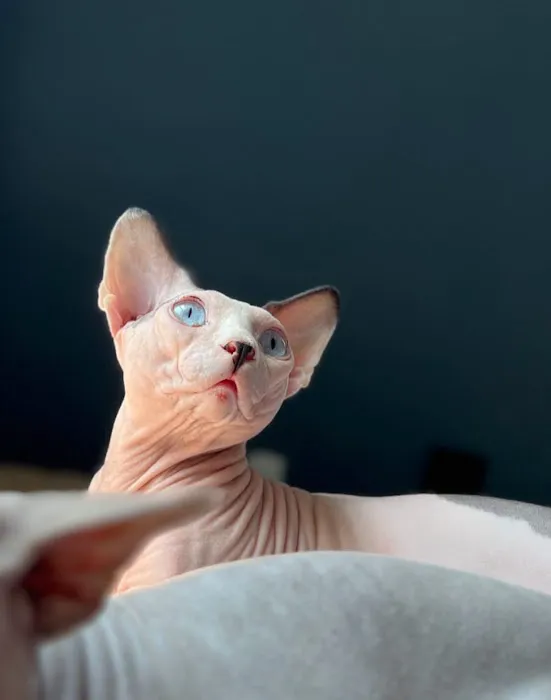 Sphynx universe 5