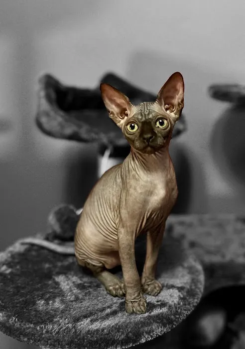 Sphynx universe 3