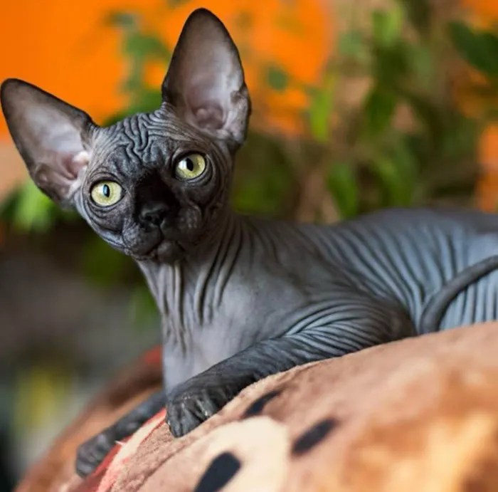 Sphynx universe 7