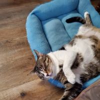 Williamsburg Animal Clinic ico