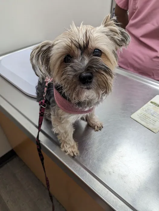 Williamsburg Animal Clinic 12