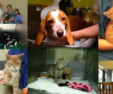 ABC Animal Hospital