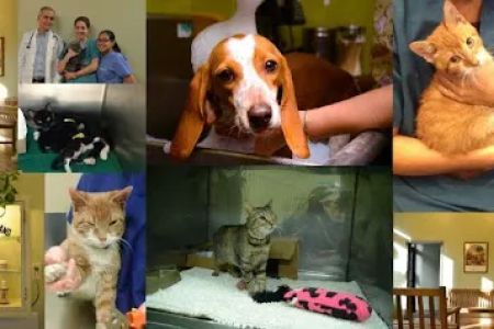 ABC Animal Hospital