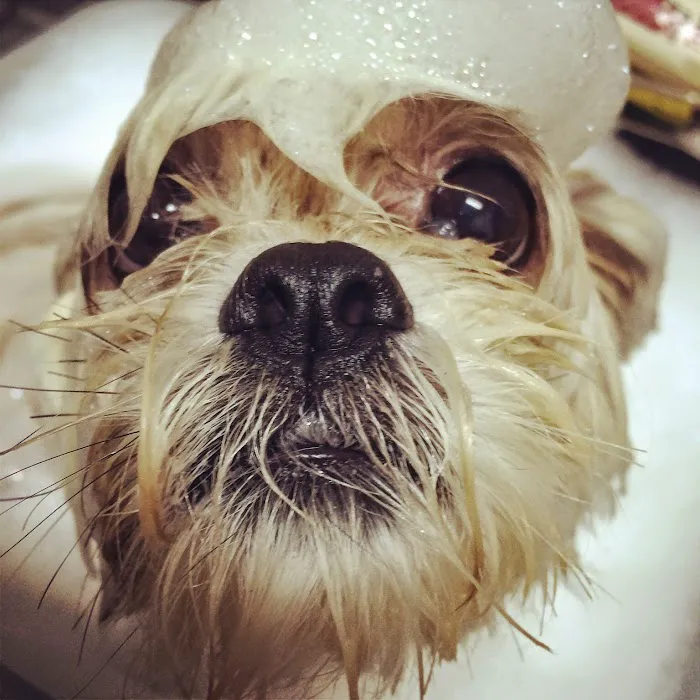 ABC Animal Hospital 12