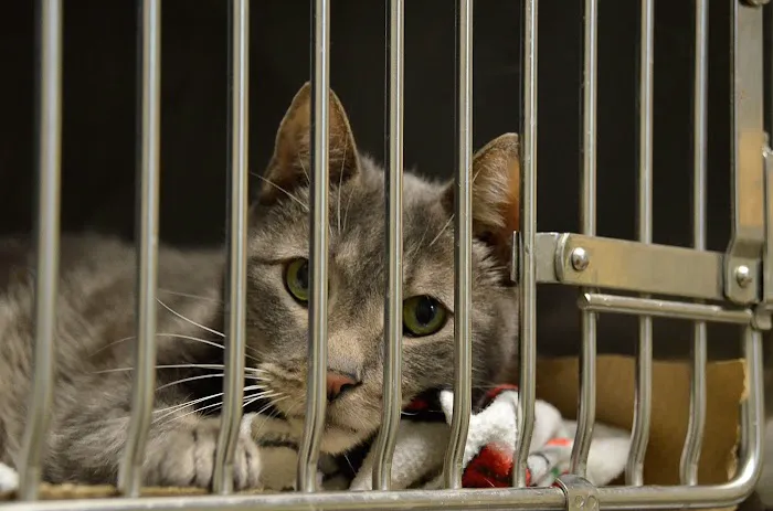 ABC Animal Hospital 12