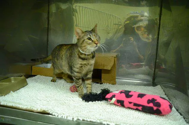 ABC Animal Hospital 12