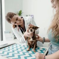 GoodVets RiNo ico