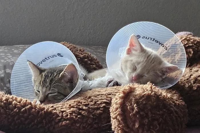 Humane Colorado, formerly the Dumb Friends League - Cat Spay/Neuter Clinic 7