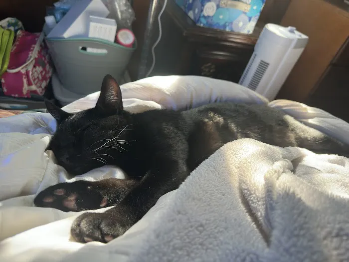 Humane Colorado, formerly the Dumb Friends League - Cat Spay/Neuter Clinic 5