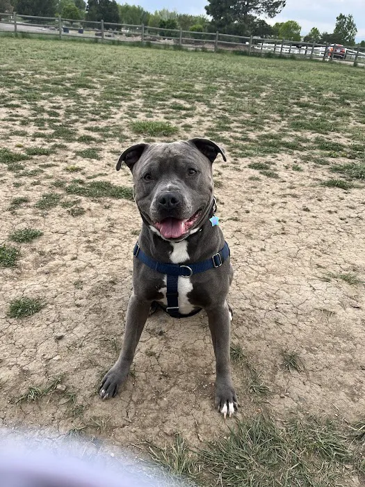 PetVet365 Pet Hospital Denver/Westminster 7