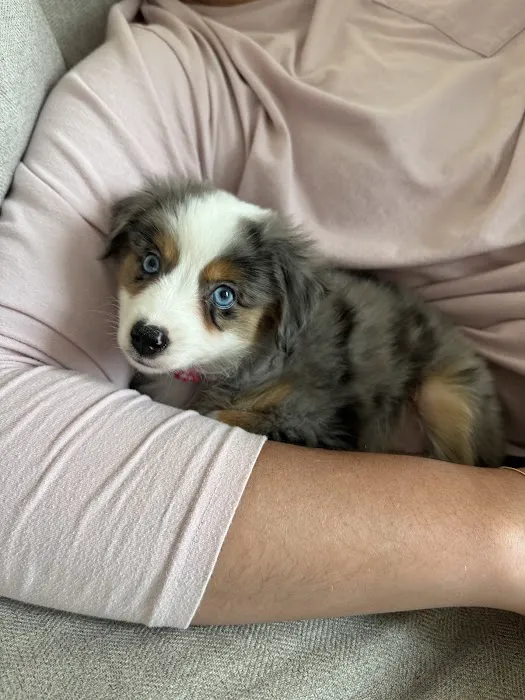 PetVet365 Pet Hospital Denver/Westminster 6
