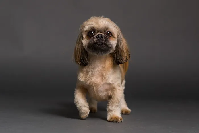 PetVet365 Pet Hospital Denver/Westminster 4