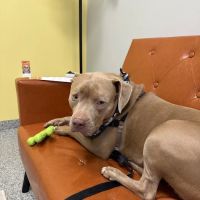 PetVet365 Pet Hospital Denver/Westminster ico