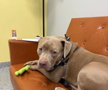 PetVet365 Pet Hospital Denver/Westminster