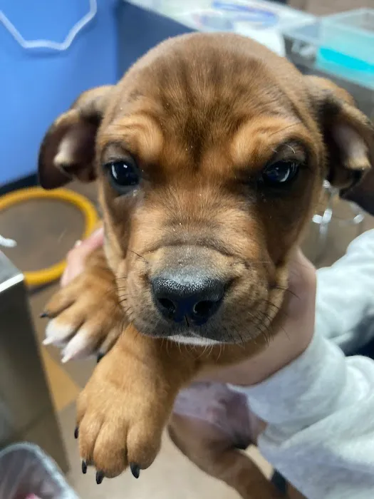 Monarch Animal Health Center 3