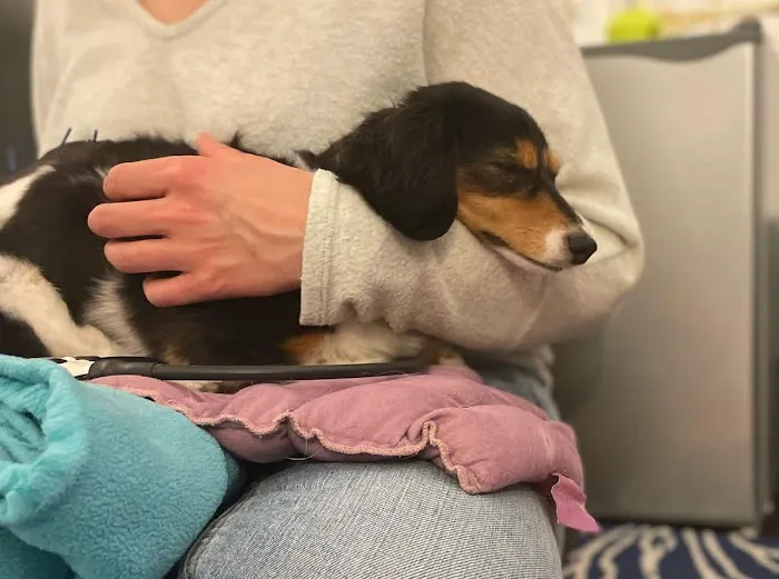 Elevate Animal Rehab 1