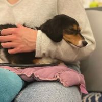 Elevate Animal Rehab ico