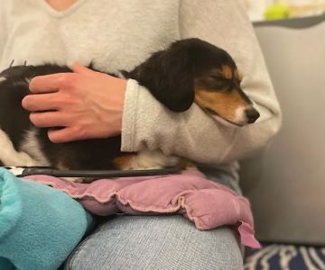 Elevate Animal Rehab