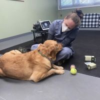 Balanced Animal Wellness, LLC ico