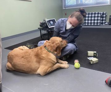 Balanced Animal Wellness, LLC