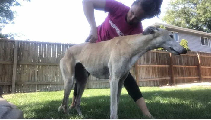 Balanced Animal Wellness, LLC 2