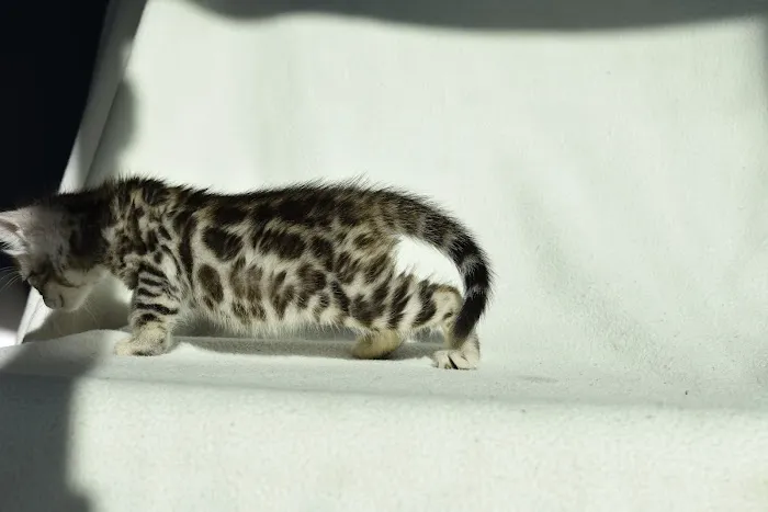 WildEdge Bengals 1