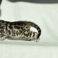 WildEdge Bengals ico
