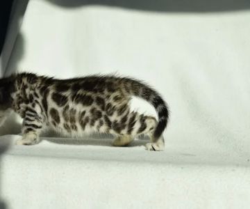 WildEdge Bengals