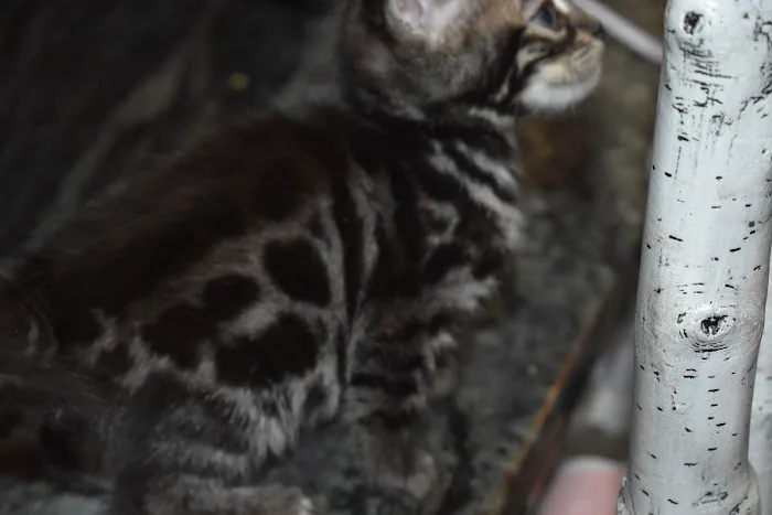 WildEdge Bengals 2