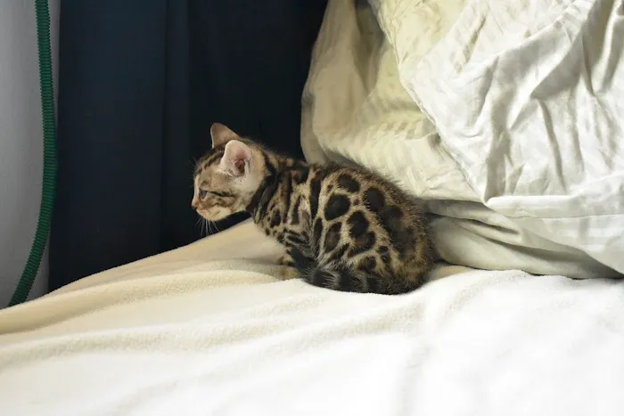 WildEdge Bengals 6
