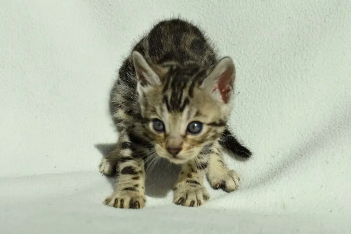 WildEdge Bengals 10