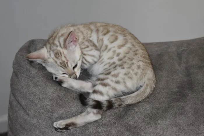 WildEdge Bengals 7