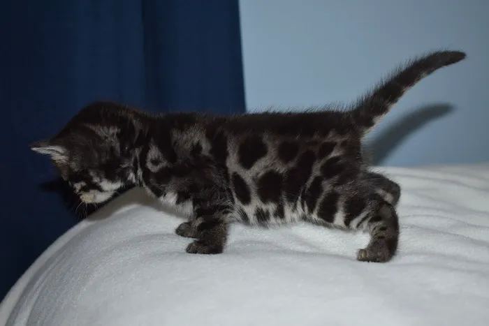 WildEdge Bengals 5