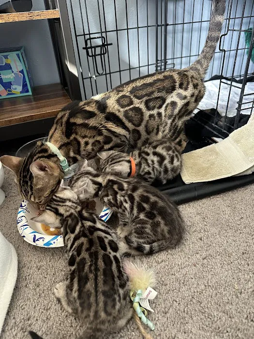 WildEdge Bengals 9