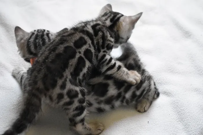 WildEdge Bengals 4