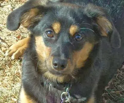 Church Ranch Veterinary Center 12