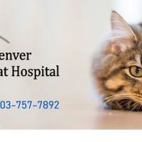Denver Cat Hospital ico