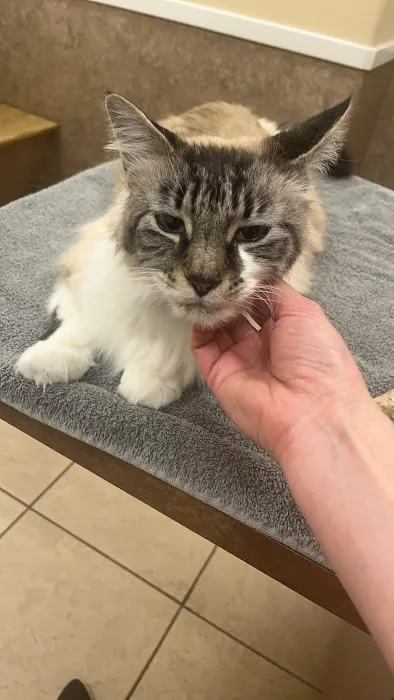 Denver Cat Hospital 12