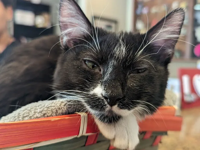 Denver Cat Hospital 12