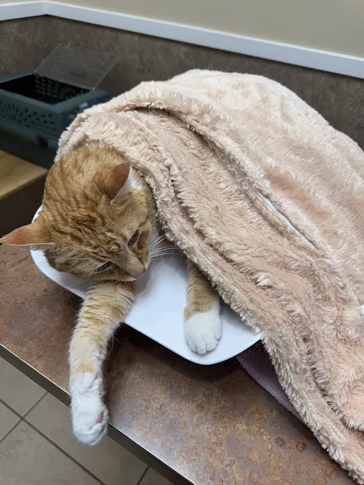 Denver Cat Hospital 12