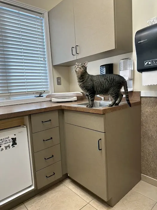 Denver Cat Hospital 12
