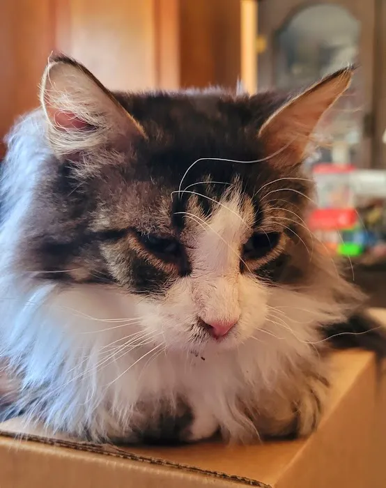 Denver Cat Hospital 12