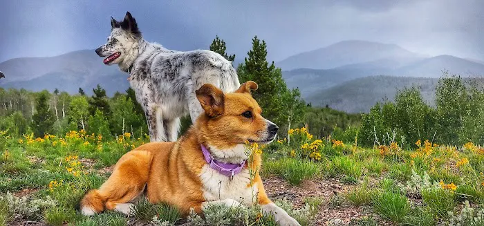 WellHaven Pet Health Colorado Blvd 5
