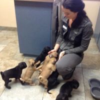 Goldsmith Veterinary Clinic ico